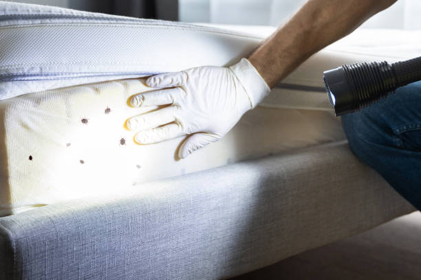 Best Bed Bug Extermination  in Hobbs, NM